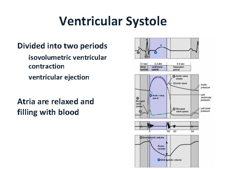 Ventricular Systole Divided into two periods isovolumetric ventricular contraction ventricular ejection Atria are relaxed