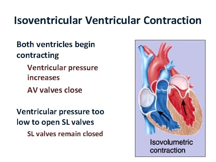 Isoventricular Ventricular Contraction Both ventricles begin contracting Ventricular pressure increases AV valves close Ventricular