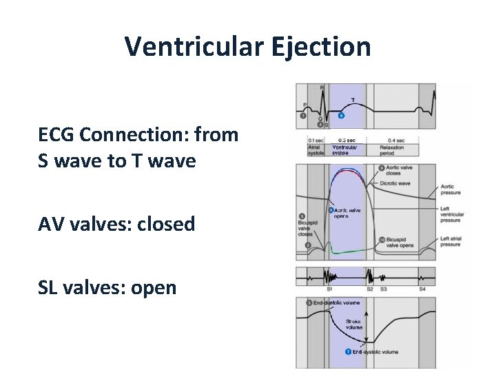 Ventricular Ejection ECG Connection: from S wave to T wave AV valves: closed SL