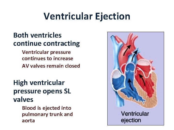 Ventricular Ejection Both ventricles continue contracting Ventricular pressure continues to increase AV valves remain