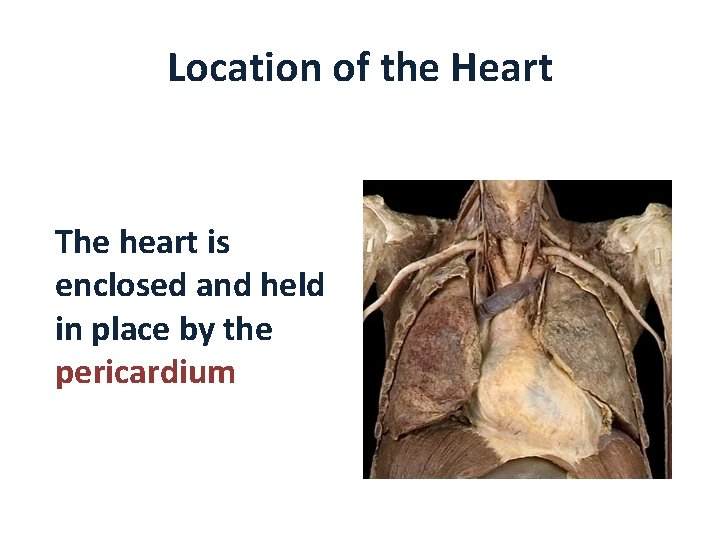 Location of the Heart The heart is enclosed and held in place by the