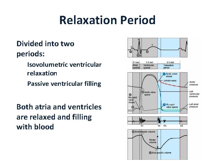 Relaxation Period Divided into two periods: Isovolumetric ventricular relaxation Passive ventricular filling Both atria