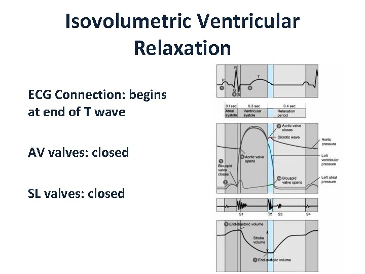 Isovolumetric Ventricular Relaxation ECG Connection: begins at end of T wave AV valves: closed