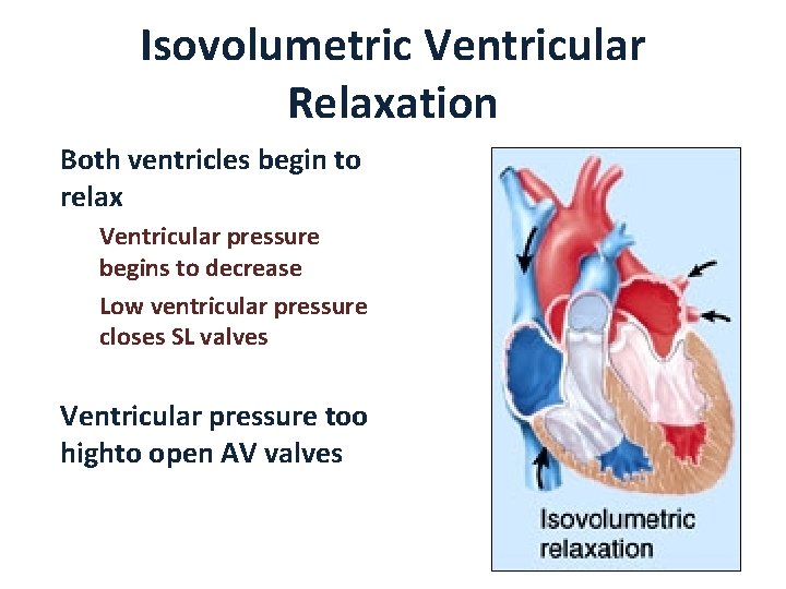 Isovolumetric Ventricular Relaxation Both ventricles begin to relax Ventricular pressure begins to decrease Low
