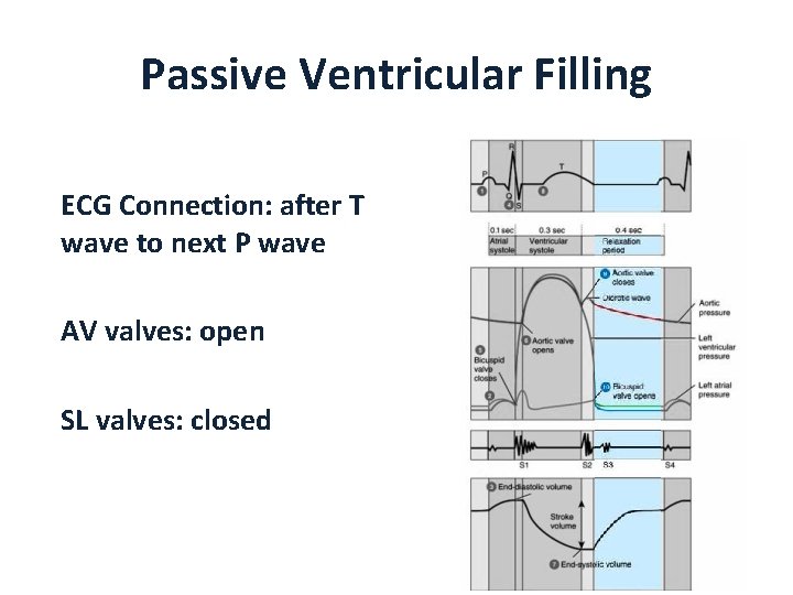 Passive Ventricular Filling ECG Connection: after T wave to next P wave AV valves: