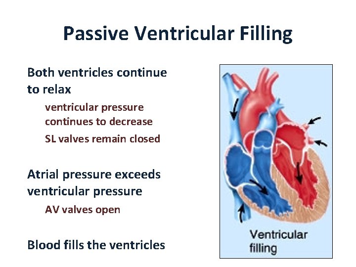 Passive Ventricular Filling Both ventricles continue to relax ventricular pressure continues to decrease SL
