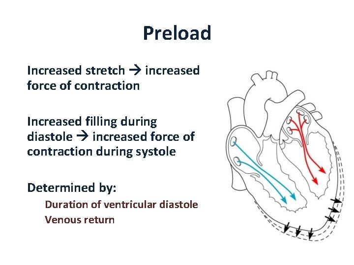 Preload Increased stretch increased force of contraction Increased filling during diastole increased force of