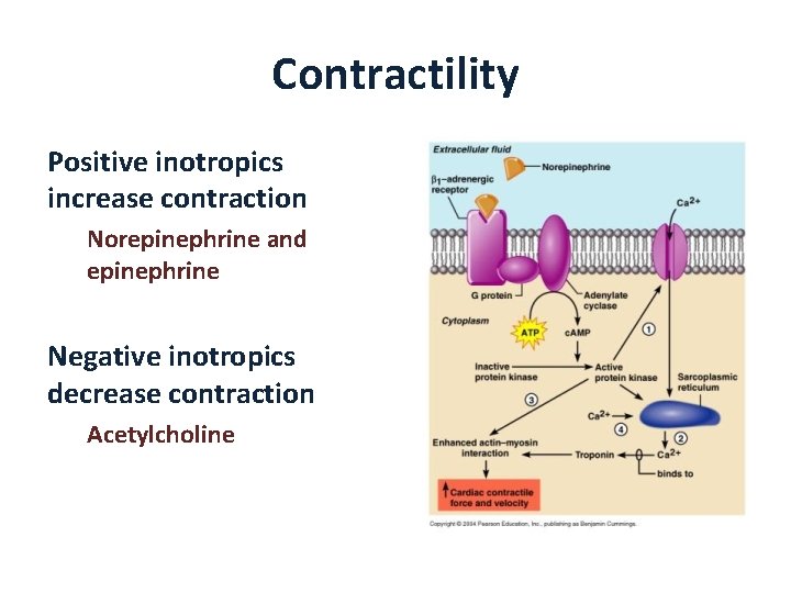 Contractility Positive inotropics increase contraction Norepinephrine and epinephrine Negative inotropics decrease contraction Acetylcholine 