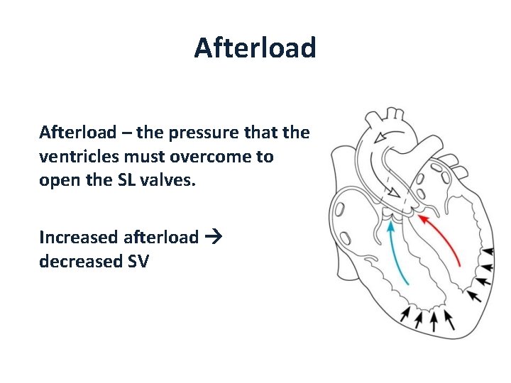 Afterload – the pressure that the ventricles must overcome to open the SL valves.