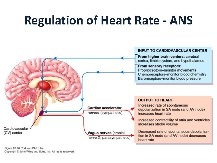 Regulation of Heart Rate - ANS 