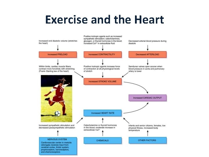 Exercise and the Heart 