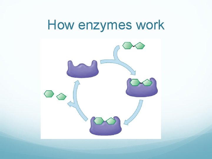 How enzymes work How enzymes work