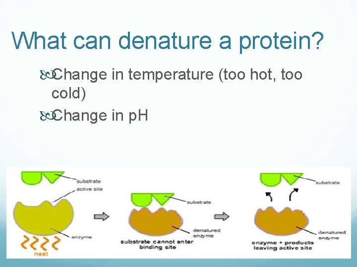 What can denature a protein? Change in temperature (too hot, too cold) Change in What can denature a protein? Change in temperature (too hot, too cold) Change in