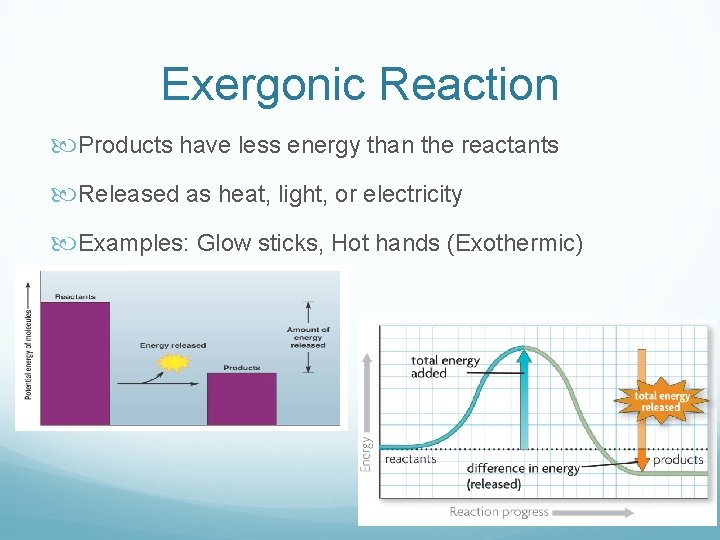 Exergonic Reaction Products have less energy than the reactants Released as heat, light, or Exergonic Reaction Products have less energy than the reactants Released as heat, light, or