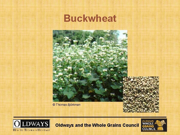 Buckwheat © Thomas Björkman Oldways and the Whole Grains Council 