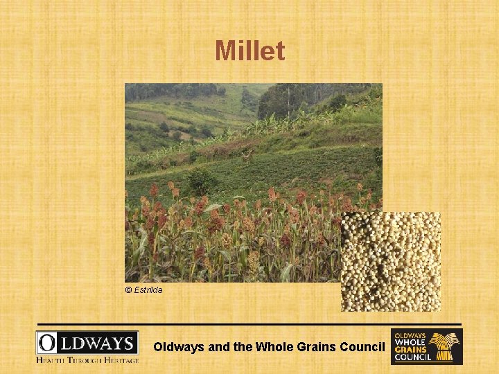 Millet © Estrilda Oldways and the Whole Grains Council 