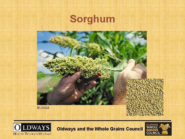 Sorghum © USDA Oldways and the Whole Grains Council 