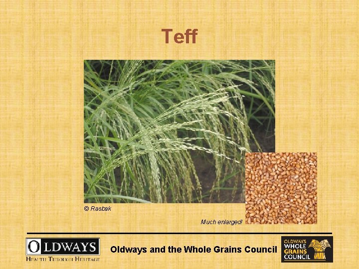 Teff © Rasbak Much enlarged! Oldways and the Whole Grains Council 