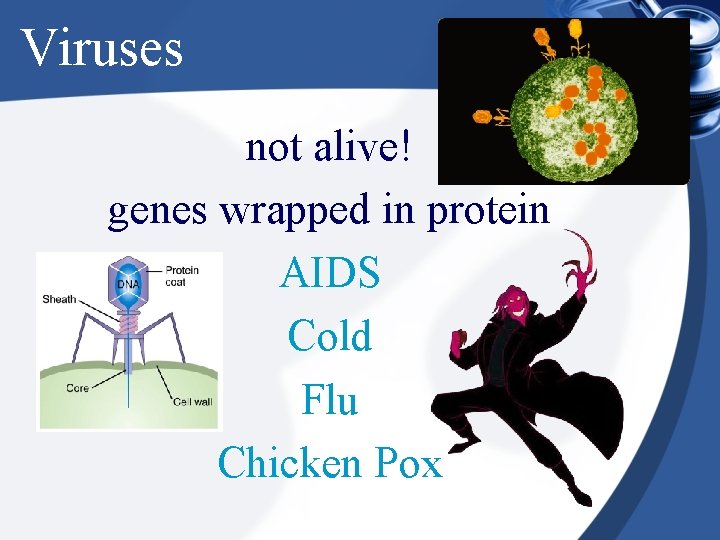 Viruses not alive! genes wrapped in protein AIDS Cold Flu Chicken Pox 