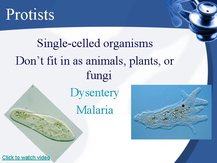 Protists Single-celled organisms Don’t fit in as animals, plants, or fungi Dysentery Malaria Click