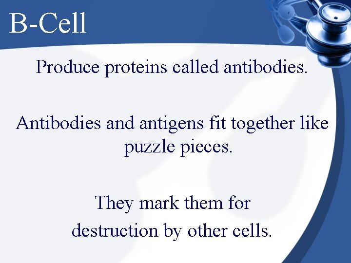 B-Cell Produce proteins called antibodies. Antibodies and antigens fit together like puzzle pieces. They