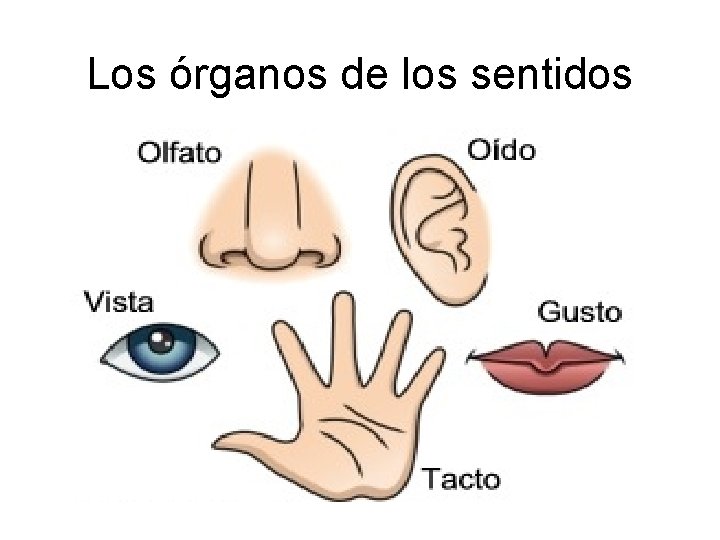 Los órganos de los sentidos 