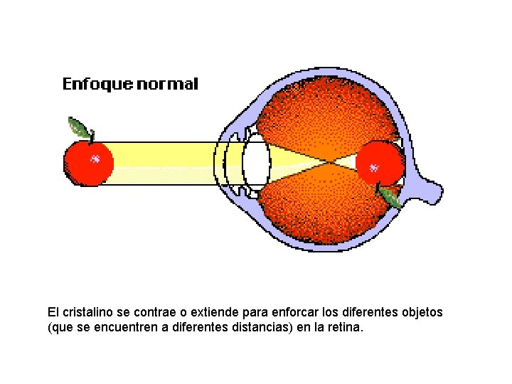 El cristalino se contrae o extiende para enforcar los diferentes objetos (que se encuentren