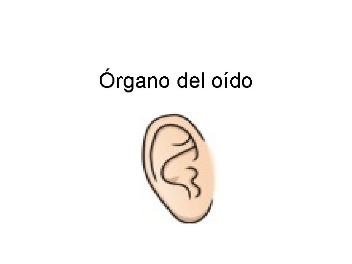 Órgano del oído 