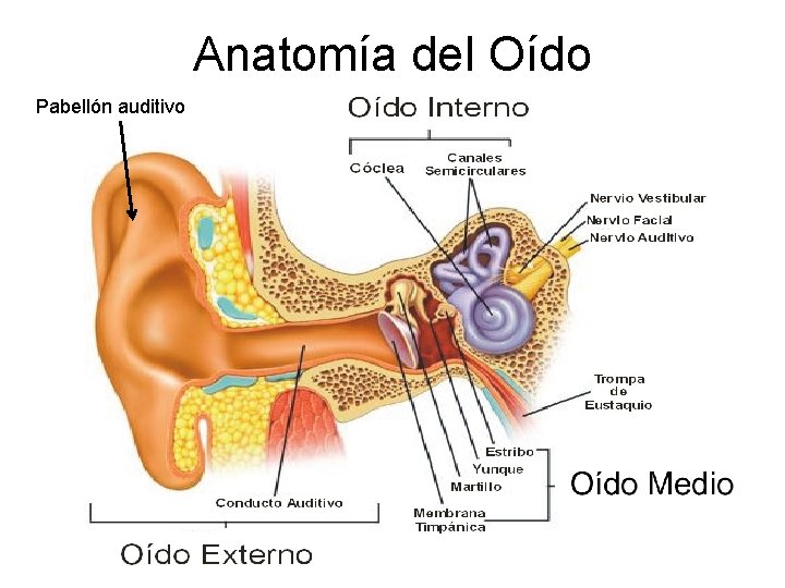 Anatomía del Oído Pabellón auditivo 