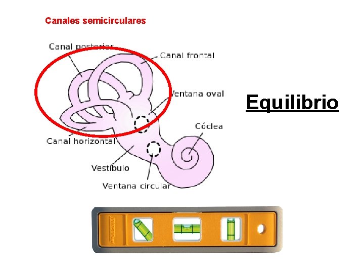 Canales semicirculares Equilibrio 