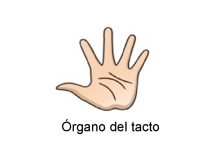 Órgano del tacto 