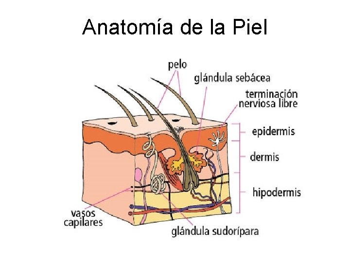 Anatomía de la Piel 