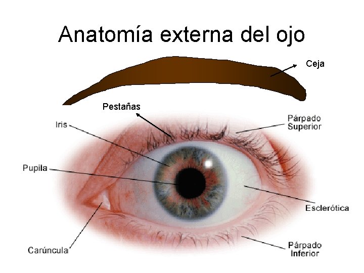 Anatomía externa del ojo Ceja Pestañas 