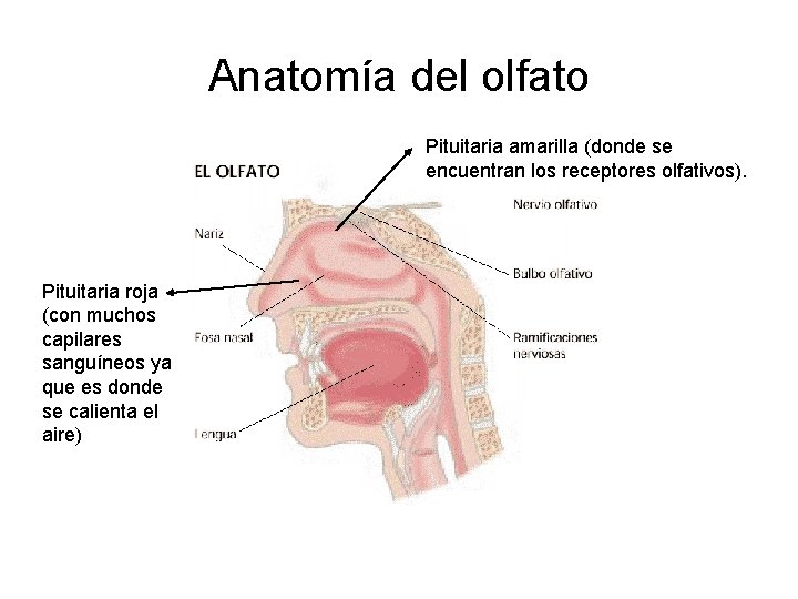 Anatomía del olfato Pituitaria amarilla (donde se encuentran los receptores olfativos). Pituitaria roja (con