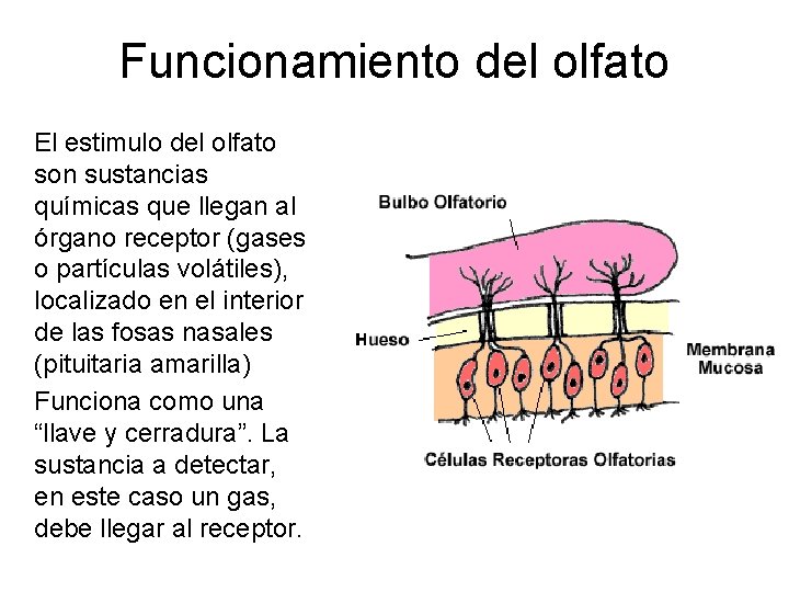 Funcionamiento del olfato El estimulo del olfato son sustancias químicas que llegan al órgano