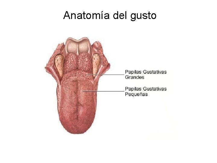 Anatomía del gusto 