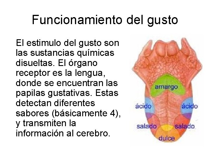 Funcionamiento del gusto El estimulo del gusto son las sustancias químicas disueltas. El órgano