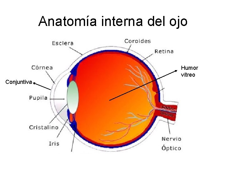 Anatomía interna del ojo Humor vítreo Conjuntiva 