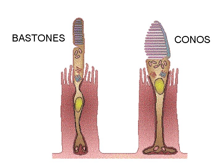 BASTONES CONOS 