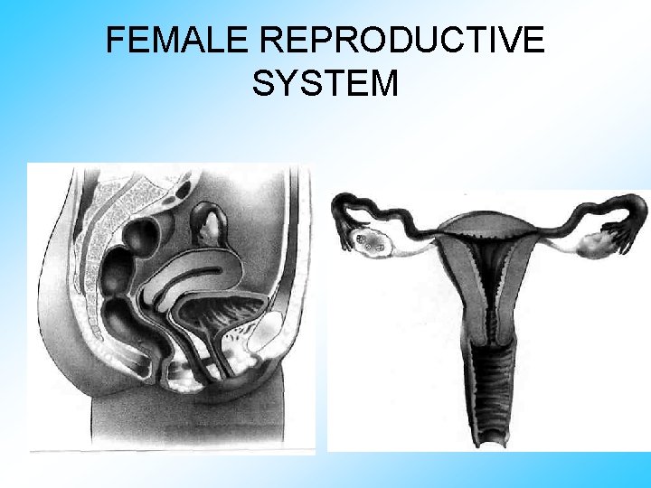 FEMALE REPRODUCTIVE SYSTEM 