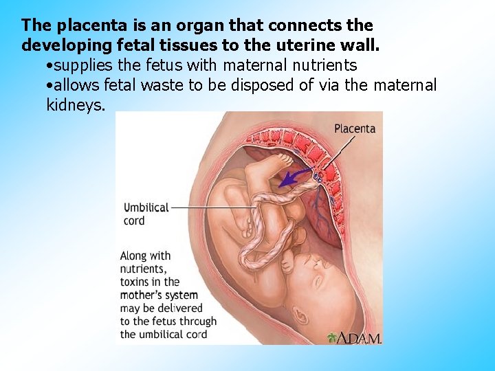 The placenta is an organ that connects the developing fetal tissues to the uterine