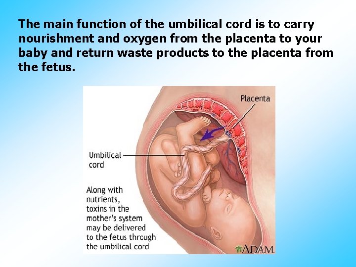The main function of the umbilical cord is to carry nourishment and oxygen from