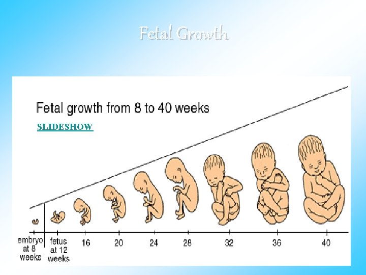 Fetal Growth SLIDESHOW 