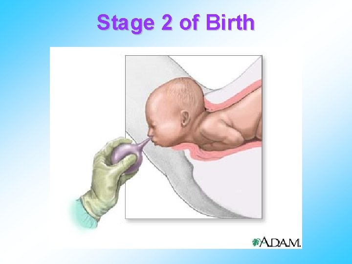 Stage 2 of Birth 