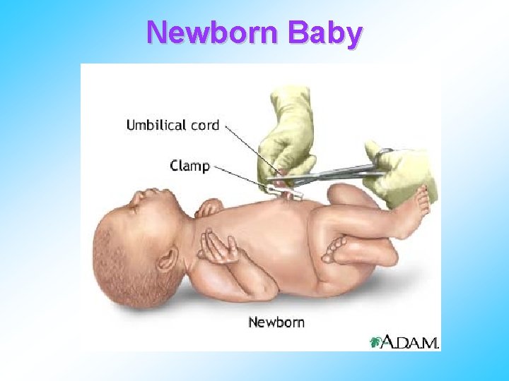 Newborn Baby 