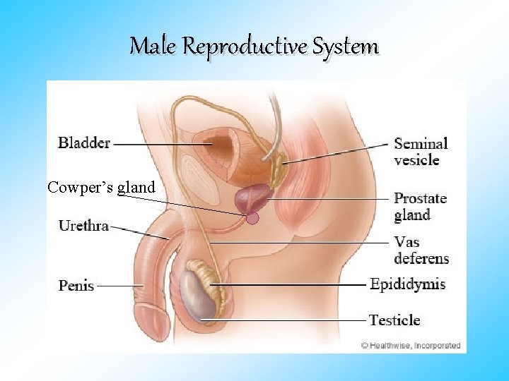Male Reproductive System Cowper’s gland 
