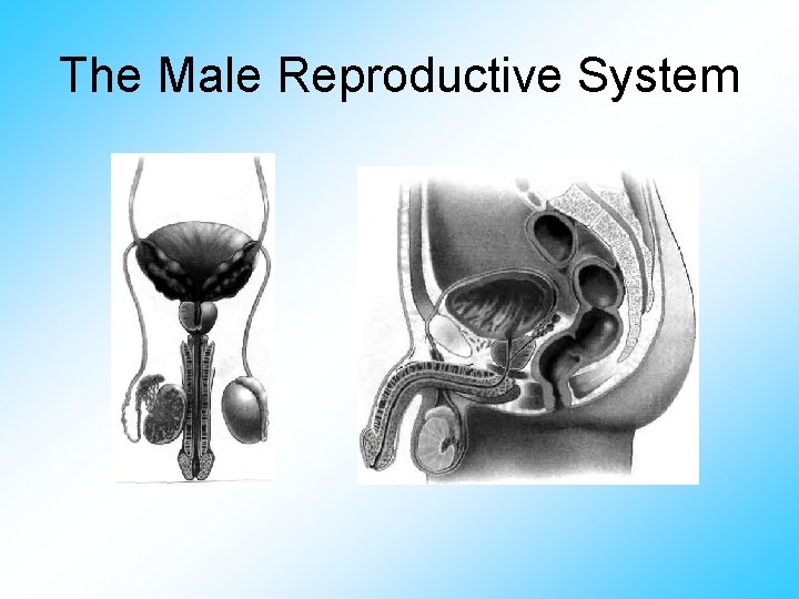 The Male Reproductive System 