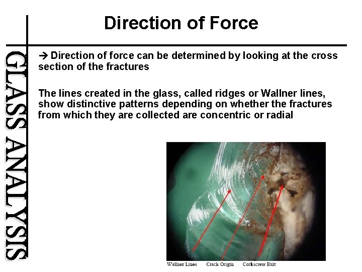 Direction of Force • Direction of force can be determined by looking at the