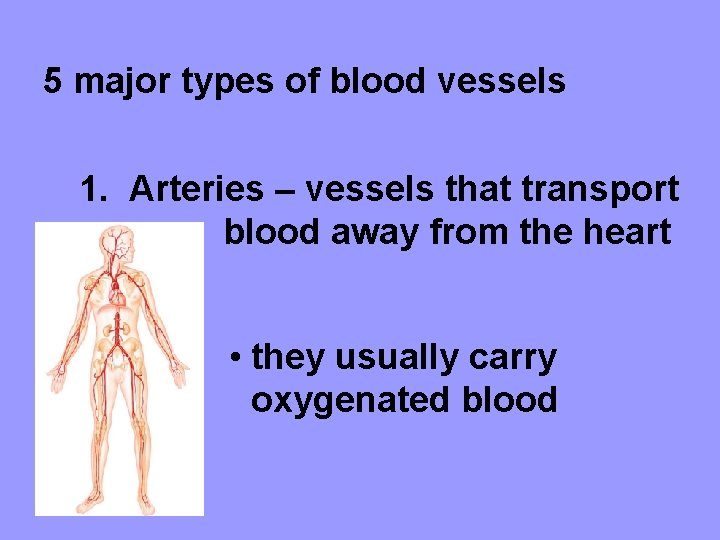 5 major types of blood vessels 1. Arteries – vessels that transport blood away