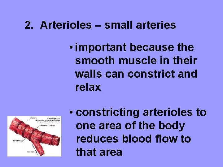 2. Arterioles – small arteries • important because the smooth muscle in their walls